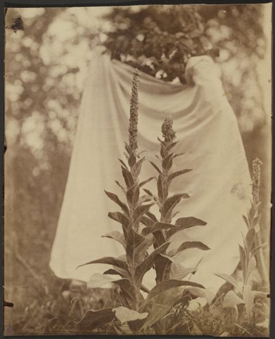 Bouillon Blanc (Meulleinplant) door Eugène Atget