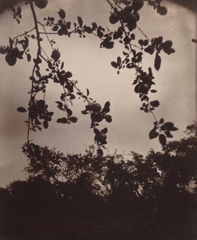 Appeltak door Eugène Atget
