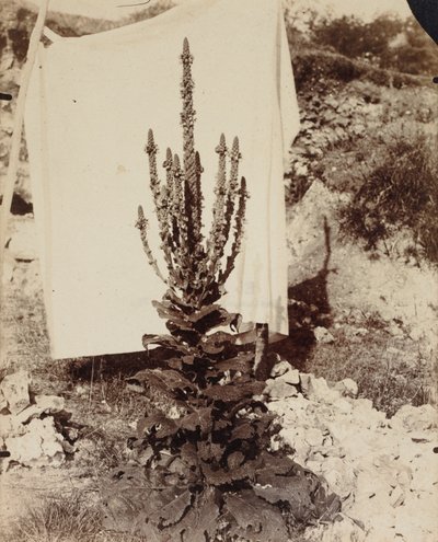 Toorts in bloei, ca. 1897-1899 door Eugène Atget