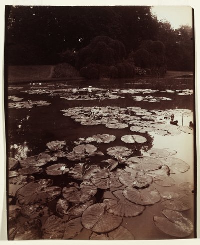 Nymphéa door Eugène Atget