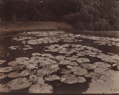 Waterlelies (Bagatelle) door Eugène Atget