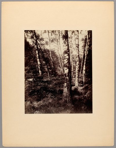 Saint-Cloud Park door Eugène Atget