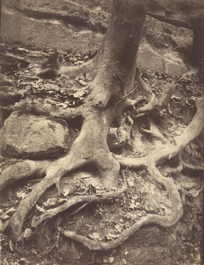 Boomwortels, Saint-Cloud door Eugène Atget