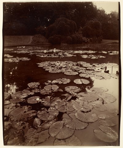 [Waterlelies]. door Eugène Atget