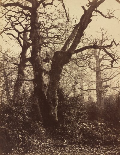 Boomstudie, Fontainebleau, 1860 door Eugène Cuvelier