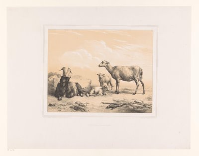 Geit, schaap en twee lammeren Diverse dieren Études d