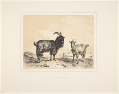 Twee geiten door Eugène Verboeckhoven