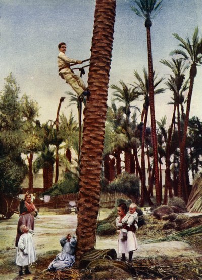 Palmboomgaarden van Elche (foto) door European Photographer
