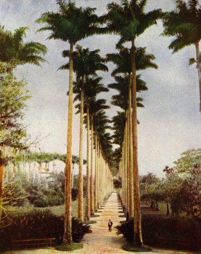 Rio de Janeiro, de beroemde palmenlaan (foto) door European Photographer