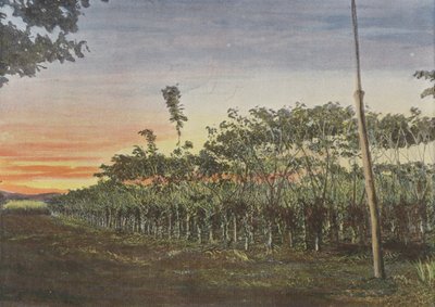 Vanilleplantage onder de acacia