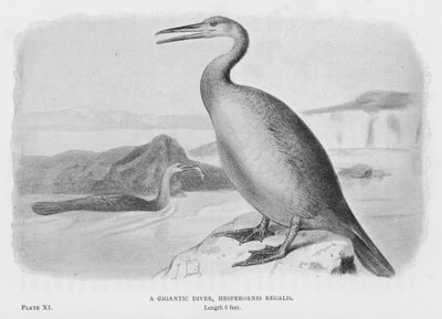 Een gigantische duiker, Hesperornis Regalis (litho) door European School