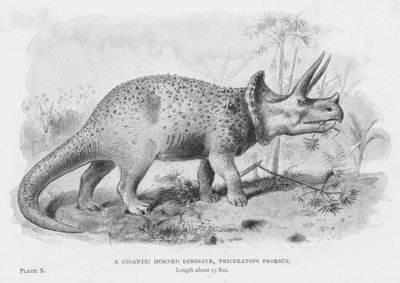 Een Gigantische Gehoornde Dinosaurus, Triceratops Prorsus (litho) door European School
