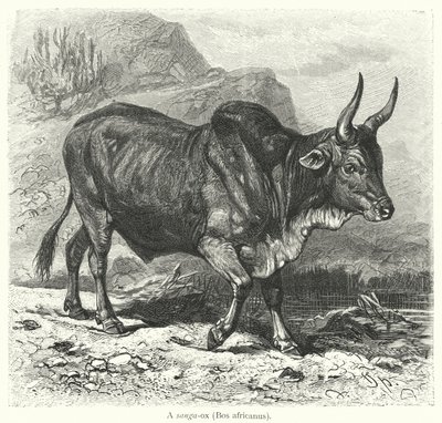 Een sanga-os, Bos africanus (gravure) door European School