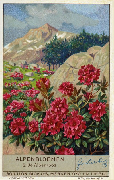 Alpenrose (Rhododendron ferrugineum) (chromolitho) door European School
