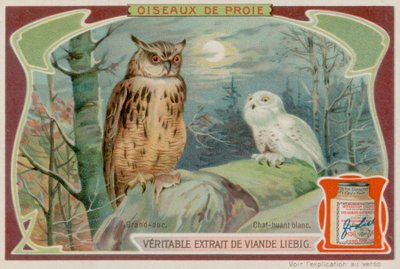 Een Oehoe en een Witte Uil door European School