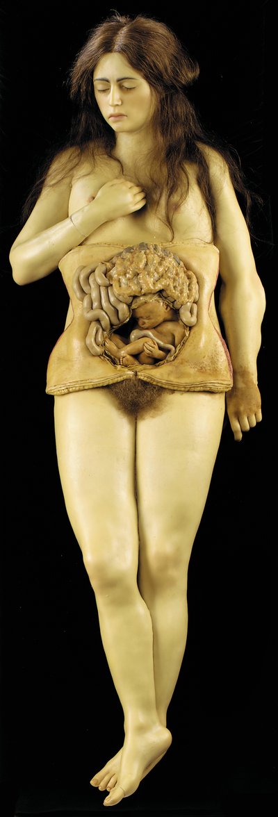 Anatomisch model van een ovariumzwangerschap door European School