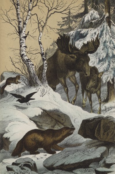 Dieren en planten van Lapland (kleurenlitho) door European School