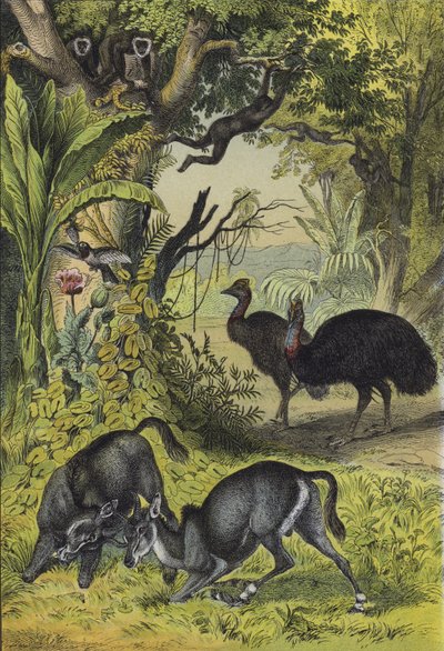Dieren en planten van Zuid-Azië door European School
