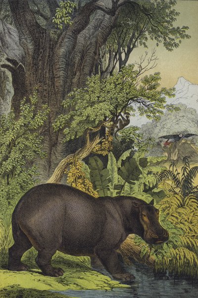 Dieren en planten van moerasbos in Soedan door European School