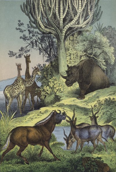Dieren en planten van het Abessijnse heuvelland door European School