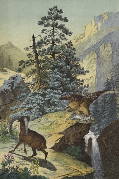 Dieren en planten van de Alpen (kleur litho) door European School