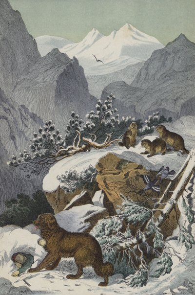 Dieren en planten van de Alpen door European School