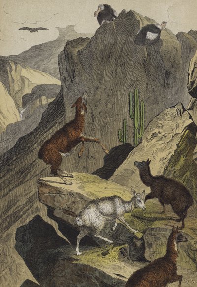 Dieren en planten van de Andes door European School
