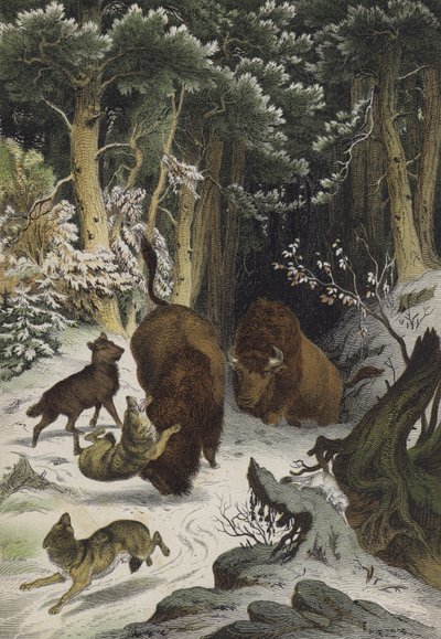 Dieren en planten van het Bialowicz-woud, Litouwen (kleur litho) door European School