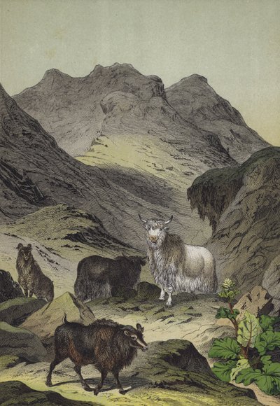 Dieren en planten van de hooglanden van Tibet door European School