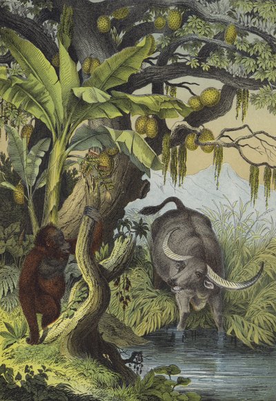 Dieren en planten van de eilanden van Zuid-Azië (kleur litho) door European School