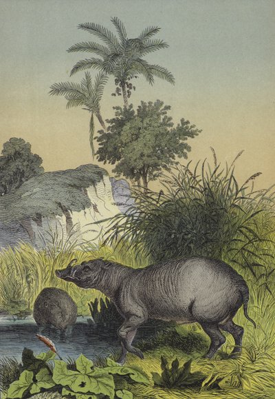 Dieren en planten van de eilanden van Zuid-Azië door European School