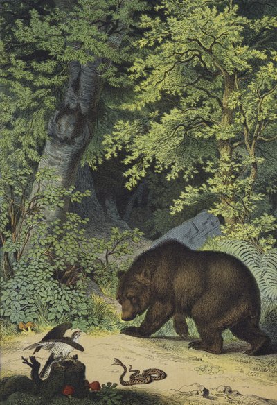 Dieren en planten van de loofbossen van Centraal-Europa (kleurenlitho) door European School