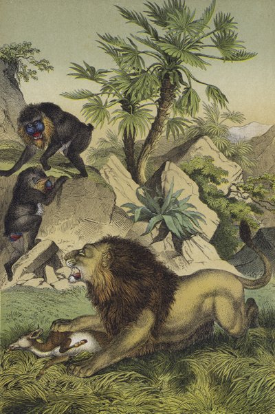 Dieren en planten van de bergbossen van de kust van West-Afrika (kleur litho) door European School