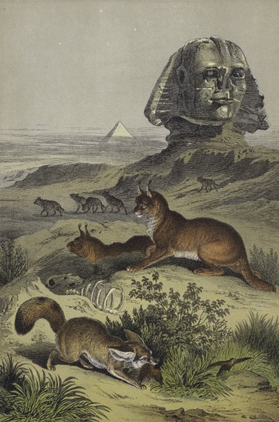 Dieren van Egypte door European School