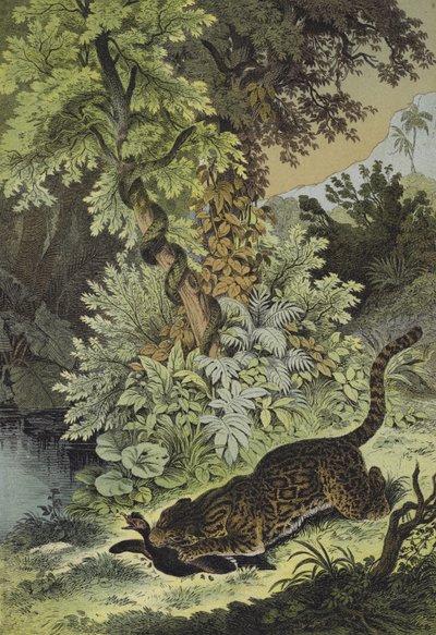 Dieren van Guiana door European School