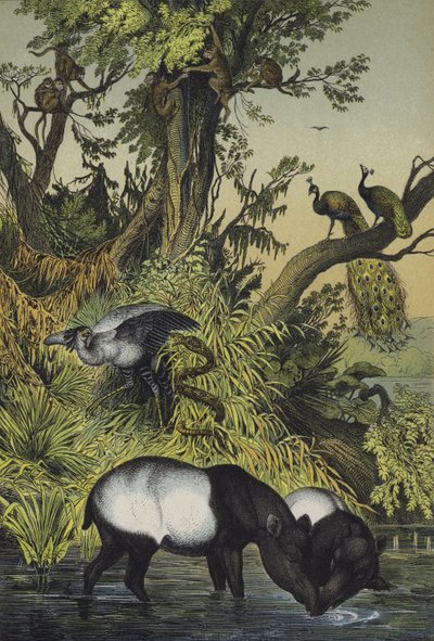 Dieren van Malakka en Sumatra door European School