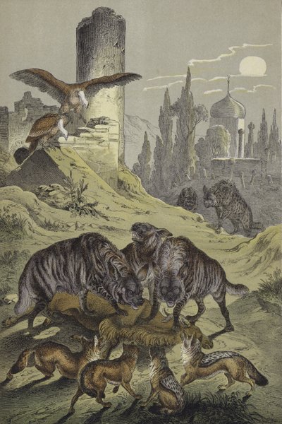 Dieren van Noord-Afrika (kleurenlitho) door European School