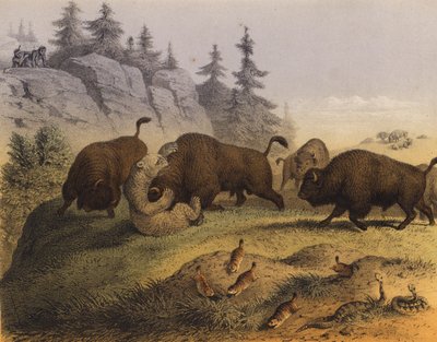 Dieren van de Amerikaanse prairies door European School