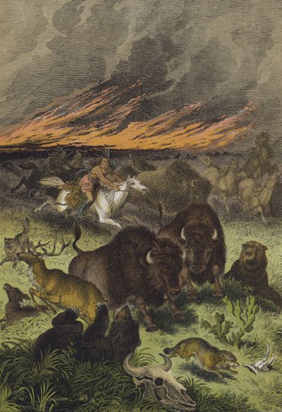 Dieren van de Noord-Amerikaanse prairies (kleur litho) door European School