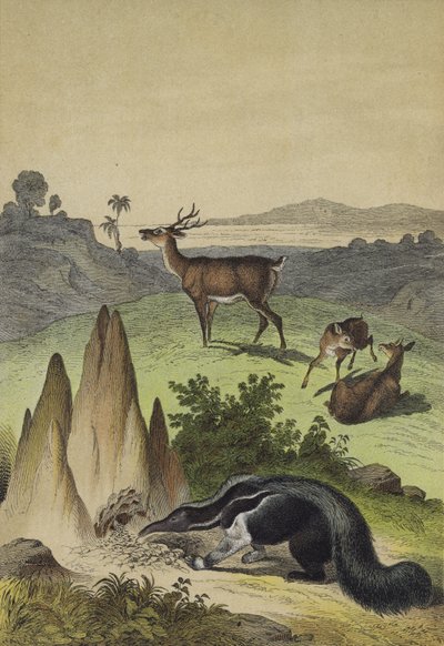 Dieren van de Zuid-Amerikaanse Pampas door European School