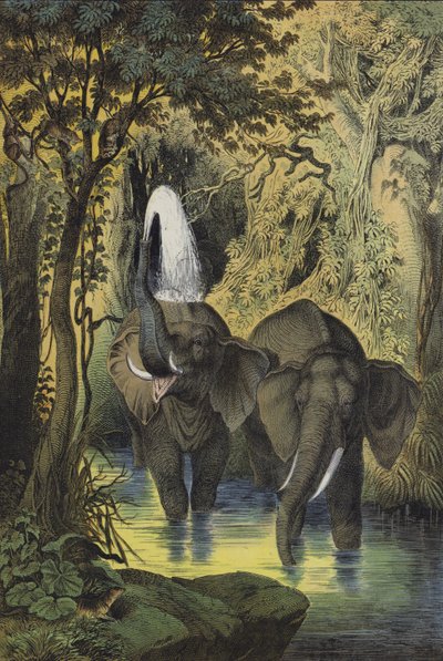 Dieren van de moerasbossen van Soedan door European School