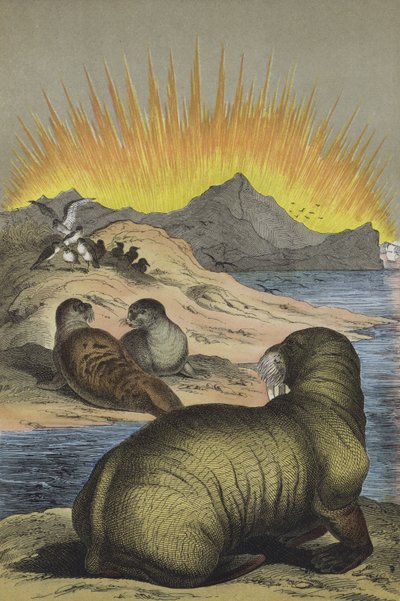 Dieren van de regio van de Noordpool (kleur litho) door European School