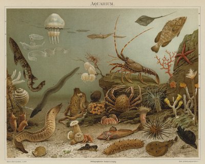 Aquarium door European School