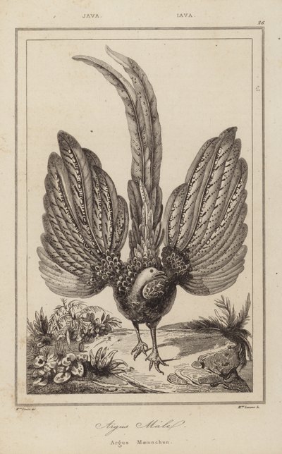 Argus Malel, Argus Mannetje door European School