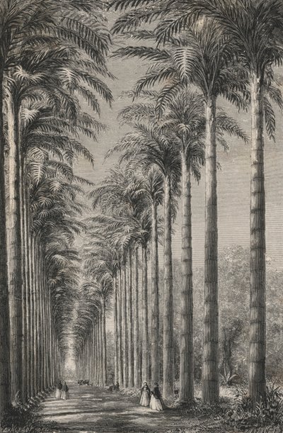 Avenue De Palmiers Dans Le Jardin Botanique De Rio-De-Janeiro (gravure) door European School