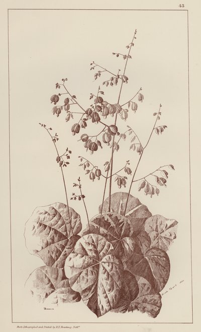 Bigonia (litho) door European School