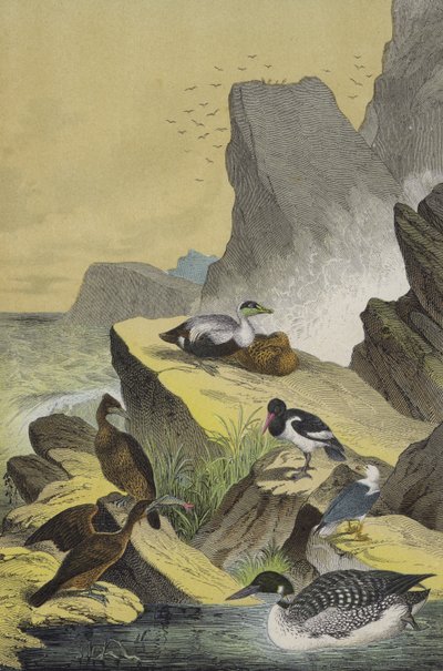 Vogels van de zeekusten van Noord-Europa door European School