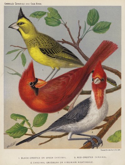 Zwartkuif of groene kardinaal, roodkuifkardinaal, kardinaalgrosbeak of Virginische nachtegaal door European School