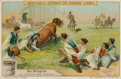 Een paard vangen door European School