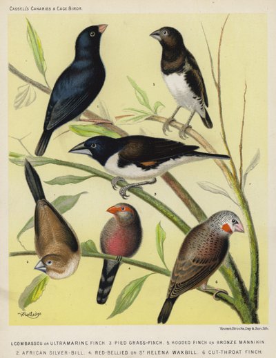 Combassou of ultramarijnvink, bonte grasvink, kapvink of bronzen mannikin, Afrikaanse zilverbek, roodbuik of Sint-Helena-waxbill, snijdervink door European School